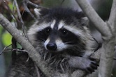 Racoon